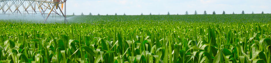 Aguiar Ag Group, Inc. is a wholsaler for feed ingredients