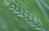 Aguiar Ag Group, Inc. - durum wheat