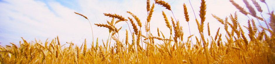 Aguiar Ag Group, Inc. (AAG, Inc.) supplies flour by-products for Pet Food Manufacturers.