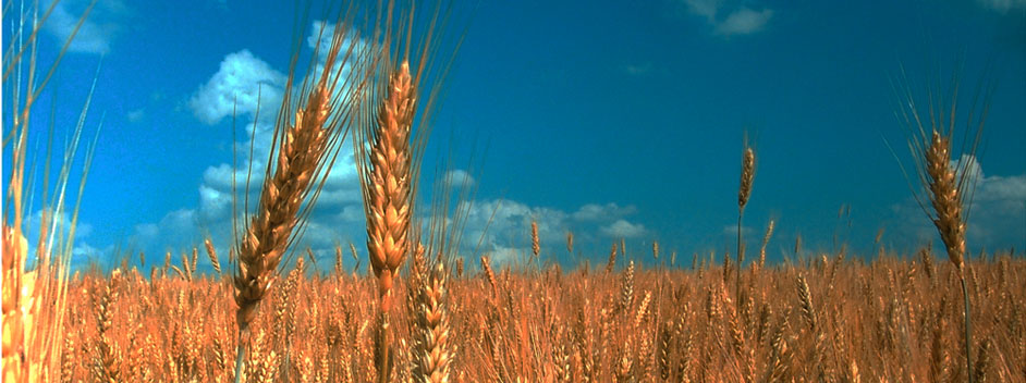 Aguiar Ag Group, Inc. is a distributor and wholesaler of rice and wheat by-products used primarily in pet food.