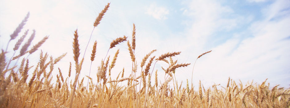 Aguiar Ag Group, Inc. is a distributor and wholesaler of rice and wheat by-products used primarily in pet food.