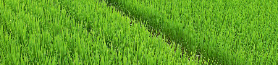 Aguiar Ag Group, Inc. Rice by-products for Pet Food manufacturing.